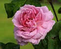 Rose 8W58D-25